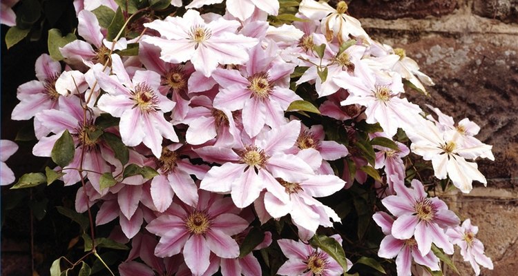 Cultiva Clematis perenne.