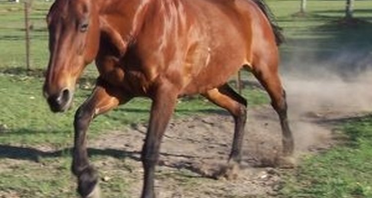 Dor muscular em cavalos