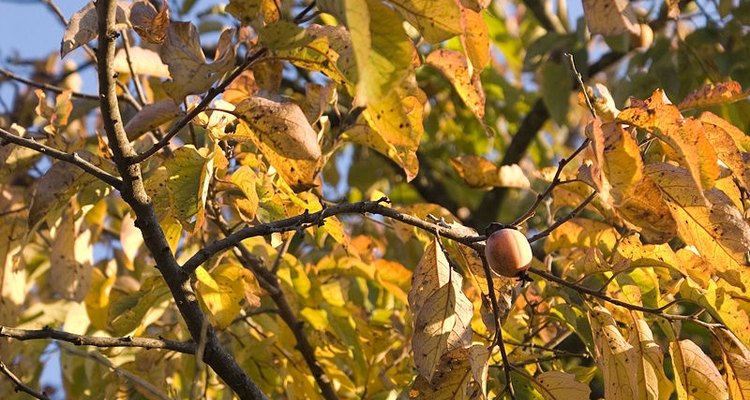 Un caqui americano en el otoño.