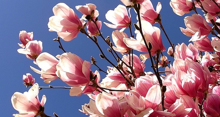 Cómo cultivar árboles de magnolias |