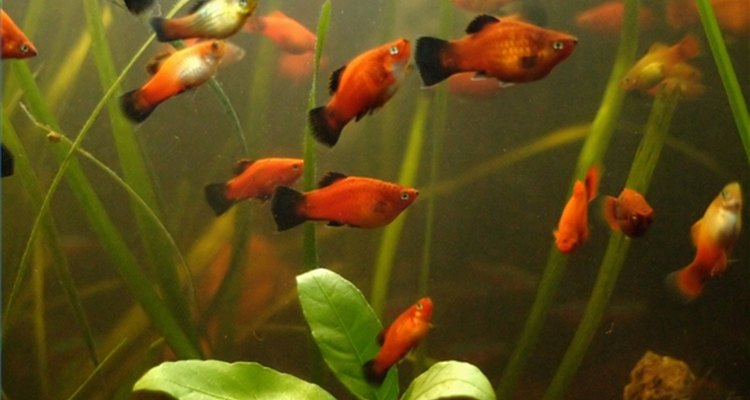 Mantener una temperatura adecuada para los peces en un acuario es crucial para su salud.