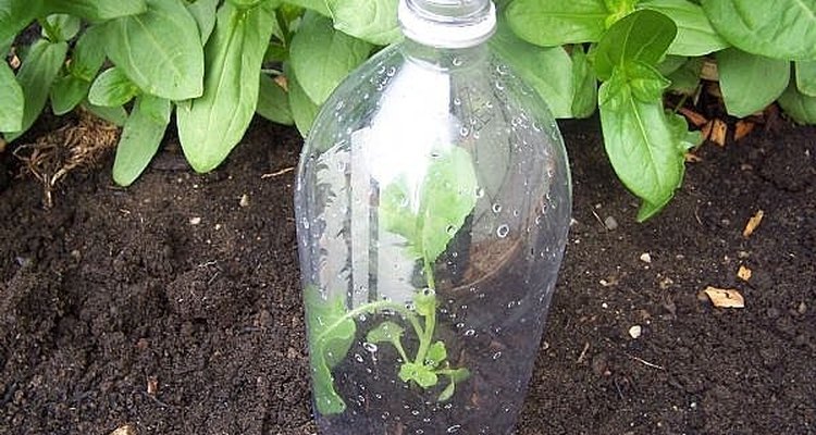 Make a Soda Bottle Cloche