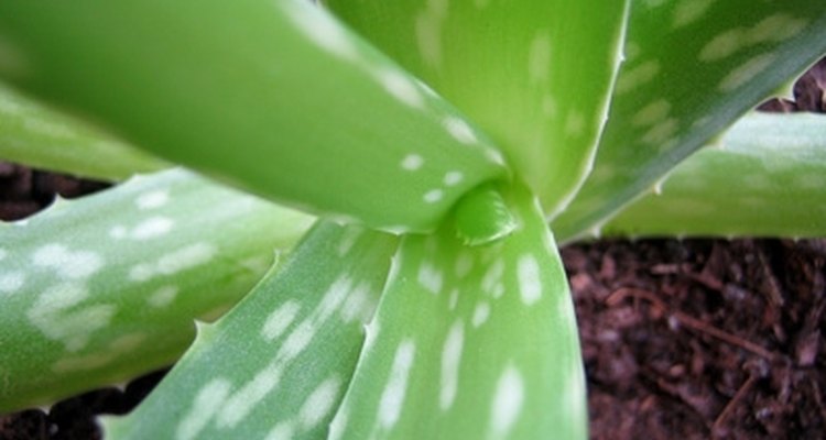 Aloe vera pode ajudar a curar um hematoma