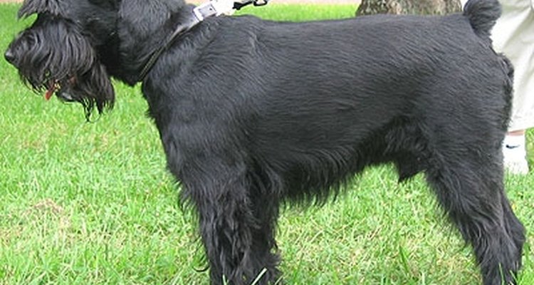 Schnauzer miniatura.