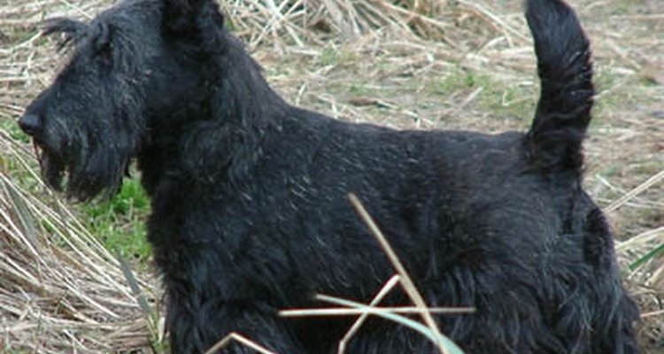 Terrier escocés negro.