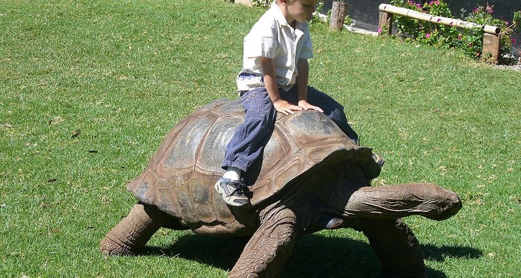 Tortuga gigante.