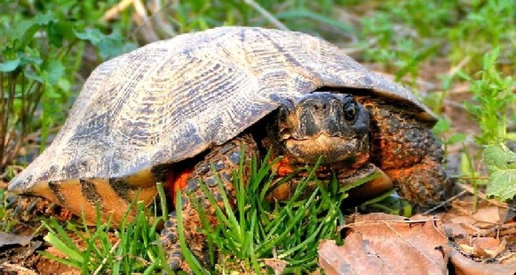 Tortuga galápago de bosque.