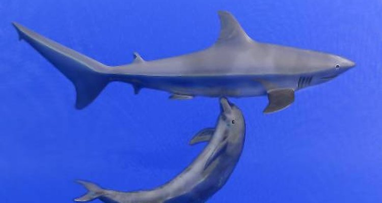Os golfinhos vivem em grupos. Na costa, é possível ver até 500 golfinhos juntos