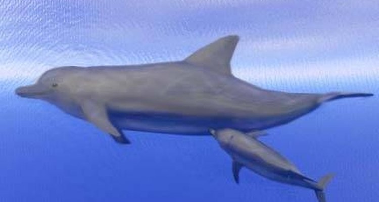 Apesar se parecerem com peixes, os golfinhos são mamíferos que dão à luz a filhotes completamente formados