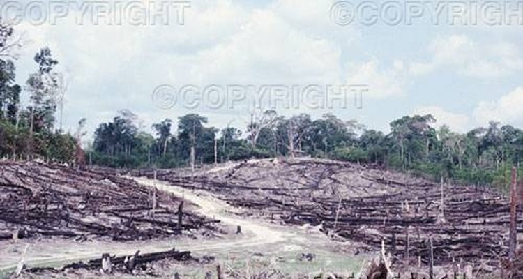 La deforestación esta dañando incontables especies únicas del Amazonas.