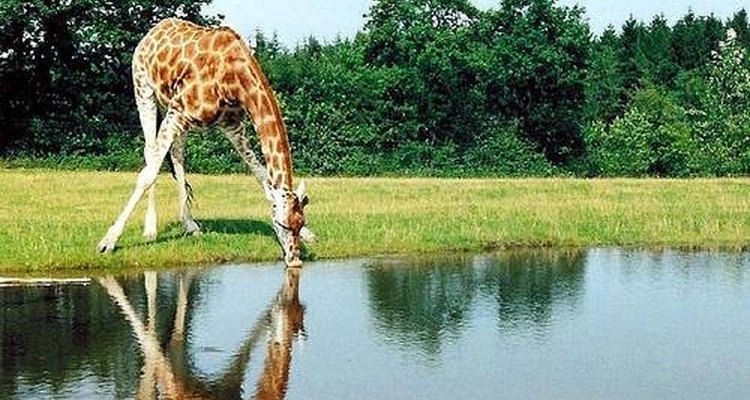 A girafa mantém o fluxo de sangue adequado para o cérebro e na pressão correta enquanto bebe água