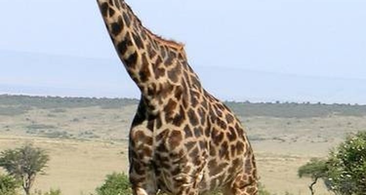 Como as girafas respiram?