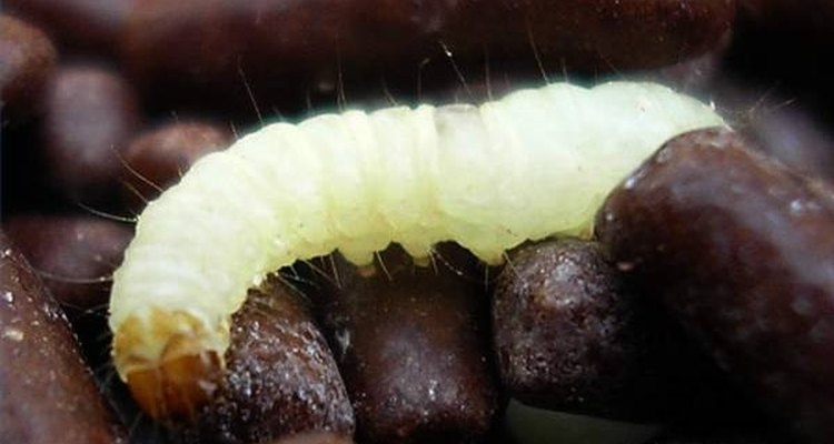 A larva