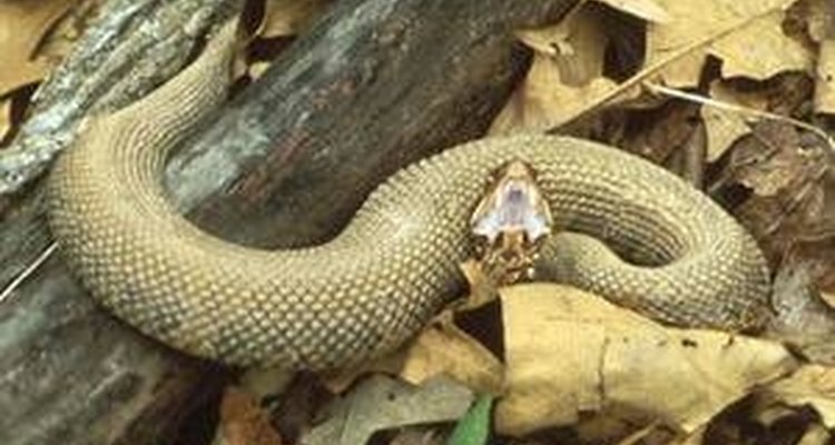 Como cobras põem ovos?