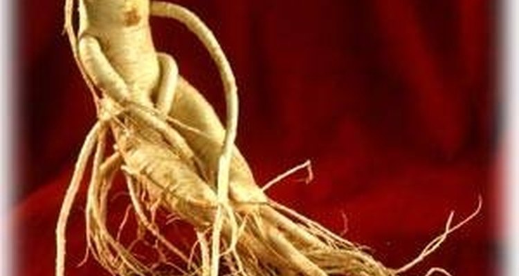 El ginseng fue usado como una hierba de calentamiento.