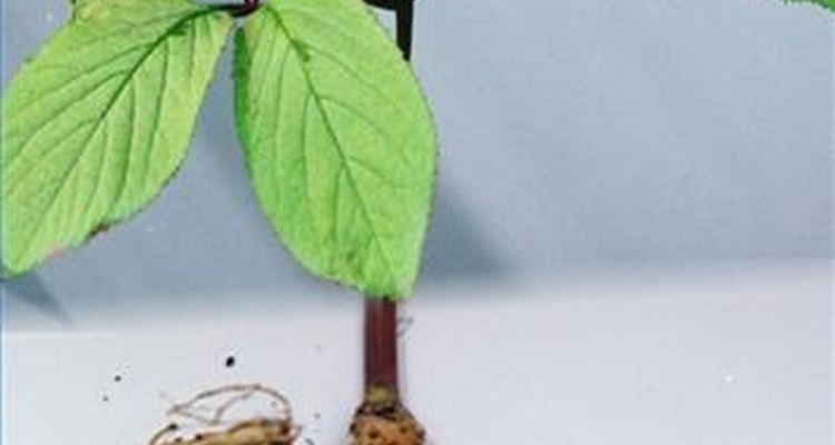 El ginseng ha sido utilizado en medicina desde hace miles de años.