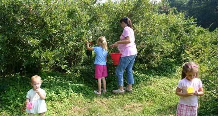 Cosechando moras azules en familia.