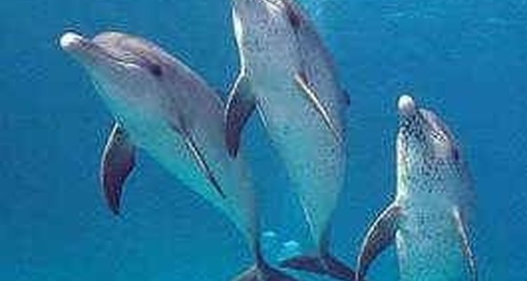 Por quanto tempo um golfinho consegue prender a respiração?