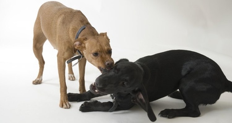 Veterinários podem prescrever antibióticos que são formulados especificamente para cães