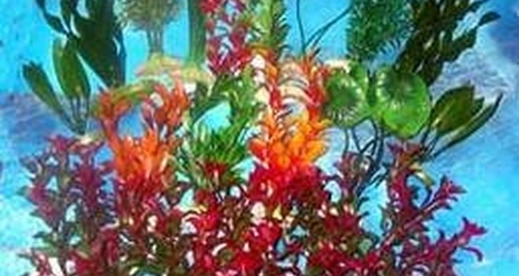 As plantas artificiais oferecem muitos benefícios para seu aquário