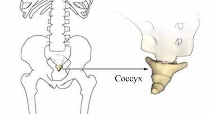 O cóccix se junta ao sacro através de uma estrutura delicada, apenas com ligamentos que não são sustentados pelo músculo