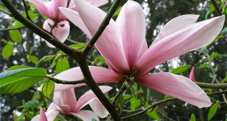 Flores de magnolia.