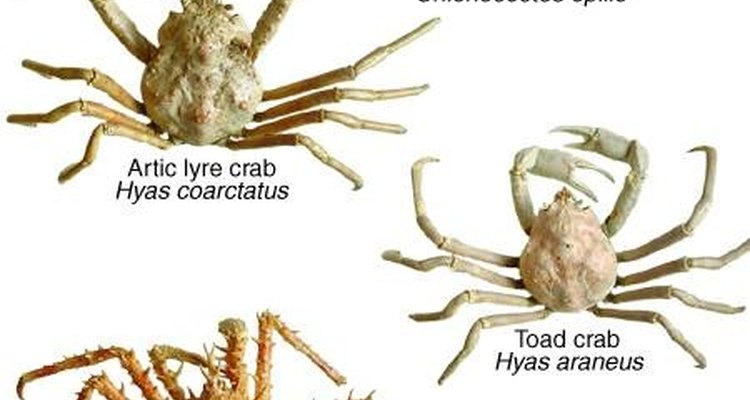 Diferentes tipos de caranguejos.