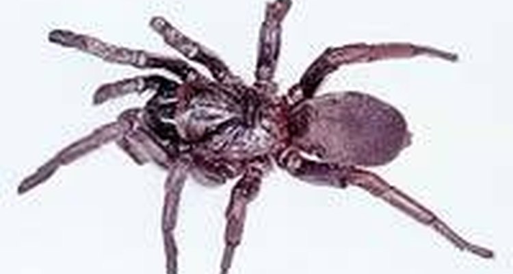 Araña ctenízidae