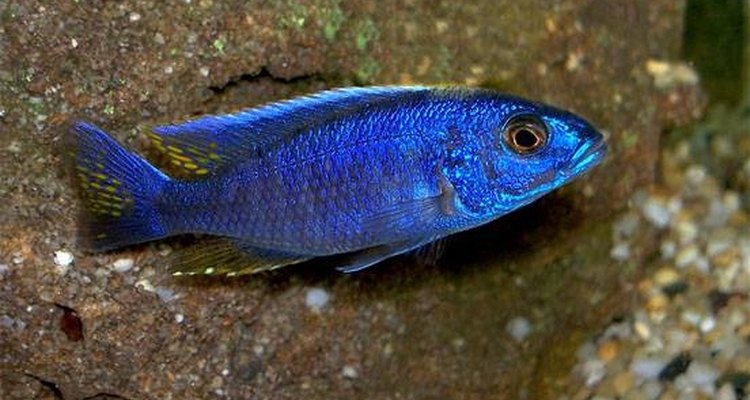 El cíclido azul eléctrico (Sciaenochromis fryeri).