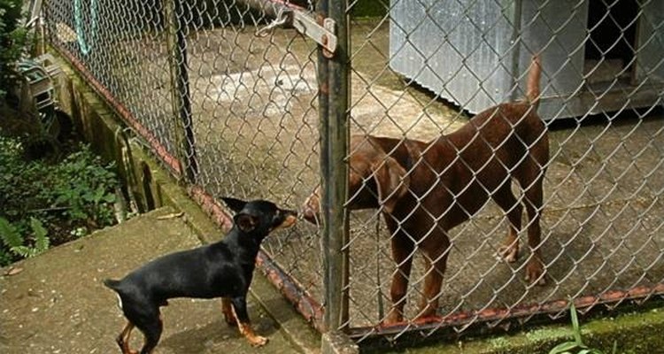 Um canil permitirá que seu cão brinque e fique confortável caso você tenha que se ausentar de casa durante o dia inteiro para trabalhar