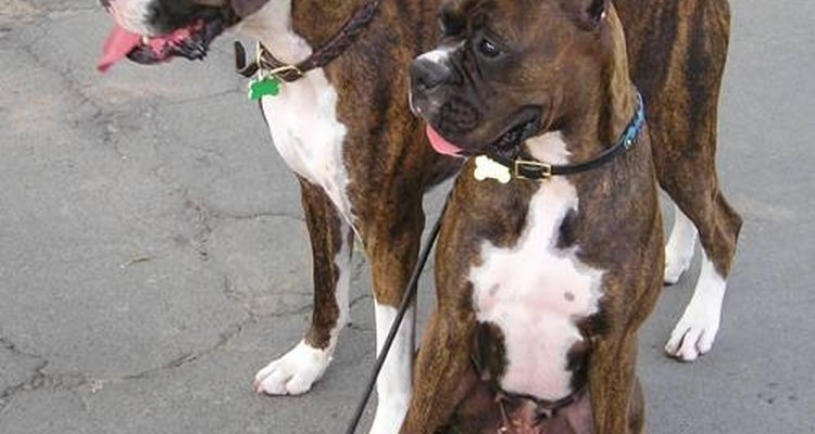 Los perros boxer son grandiosos, pero se debe estar consciente de sus enfermedades más comunes antes de tener uno.