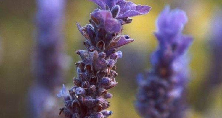 La lavanda tiene un aroma relajante.