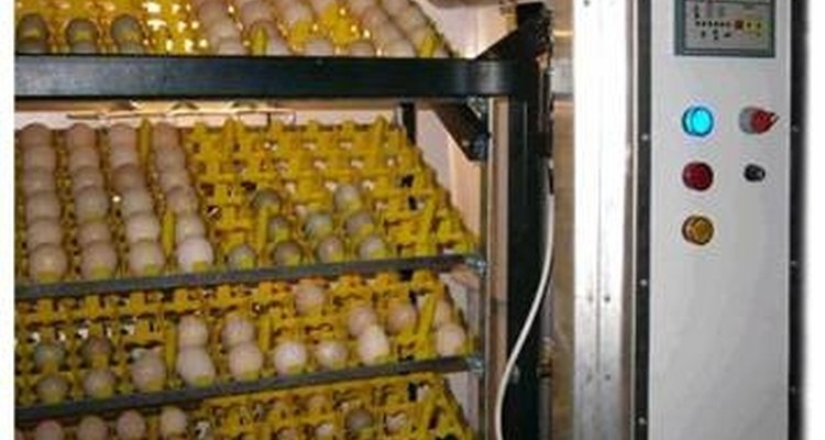 Incubadoras de ventilação forçadas chocam mais ovos