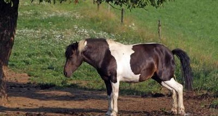 Cada caballo tiene necesidades nutricionales especiales.