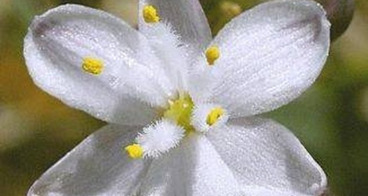 Es una flor hermosa, delicada y blanca.