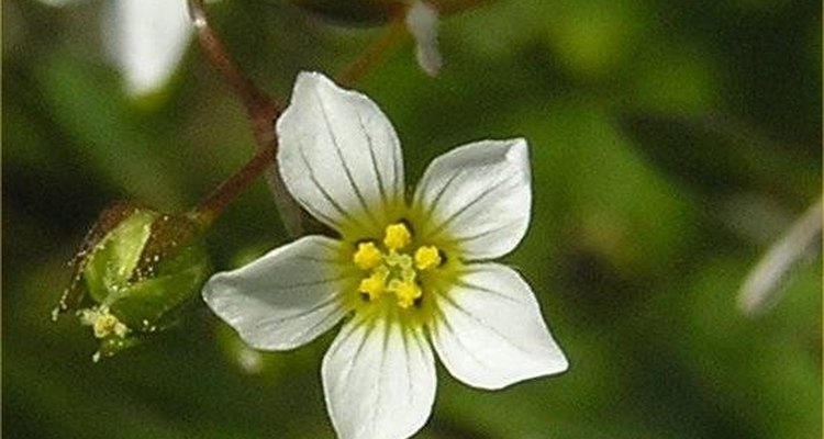 Las flores silvestres hada de lino tienen cinco pétalos y un centro amarillo.