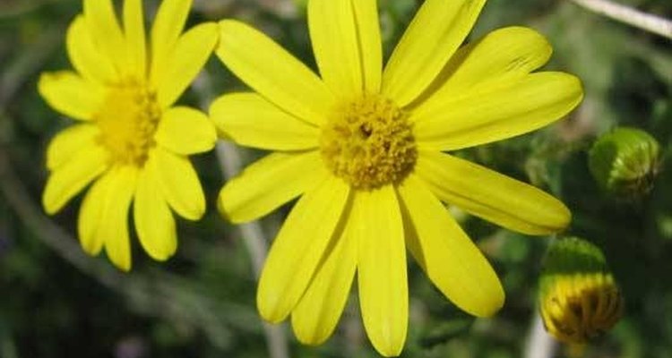Esta flor puede crecer en cualquier lugar y es referida a menudo como una maleza.
