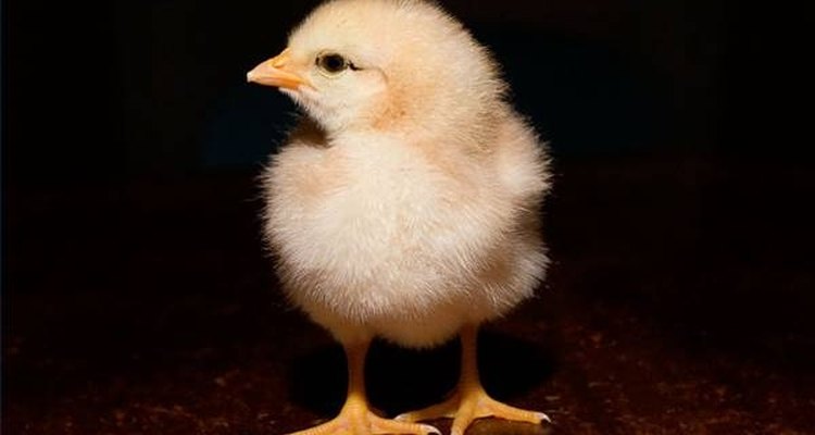As galinhas podem infectar os humanos de duas maneiras