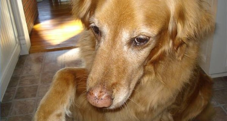 O intervalo de banho do cão depende de seu tamanho e de seus hábitos diários