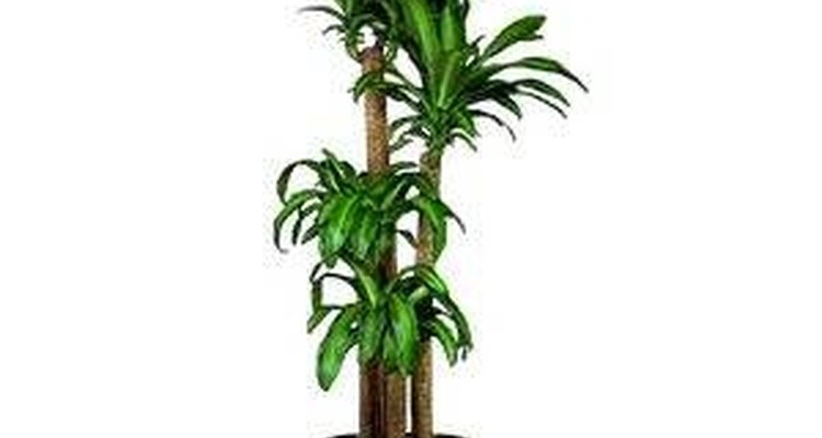 A dracena é uma planta interessante e pouco exigente