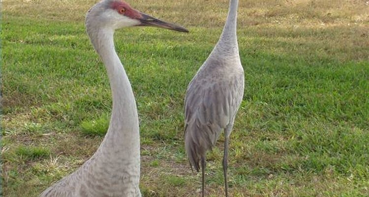 Protegida por la Ley de Especies en Peligro de Extinción, la grulla blanca aumentó de 54 a 513 aves entre 1967 y 2006.