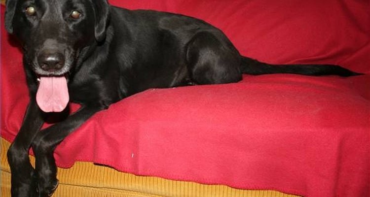 Identificar os sintomas logo cedo poderá salvar a vida do seu cão