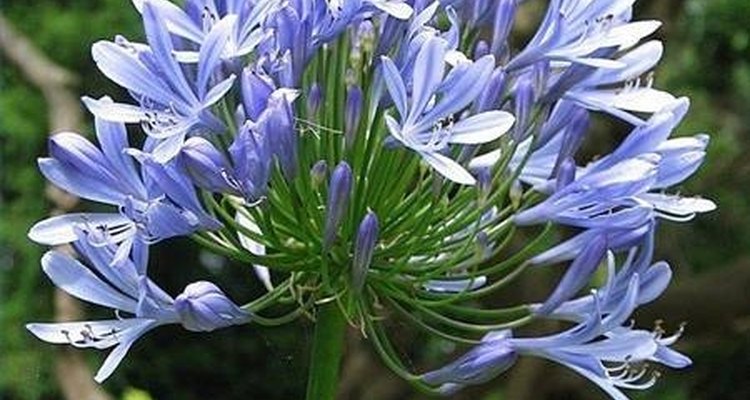 Uma flor da agapantos