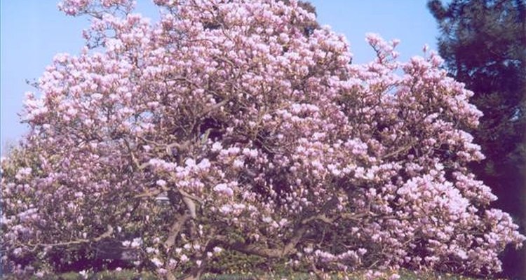 Las flores son el centro de atención de los árboles de magnolia.