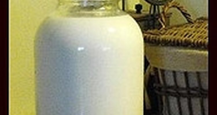 Esses lactobacilos são saudáveis e ajudam o organismo na função imunológica