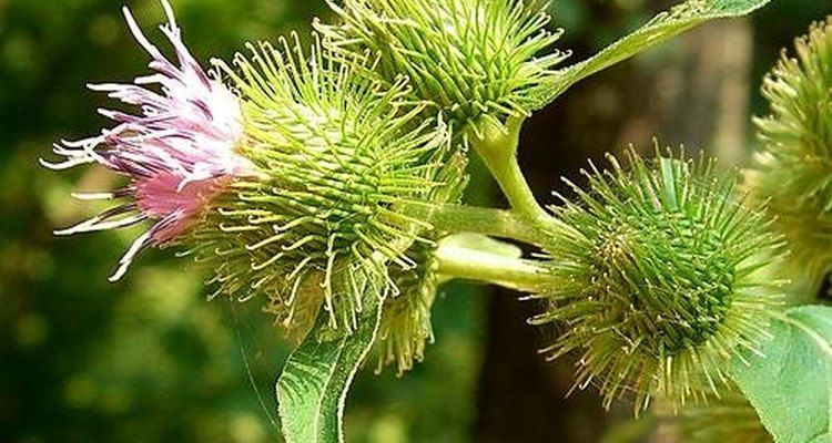 A bardana é uma erva daninha comum em muitas partes do mundo