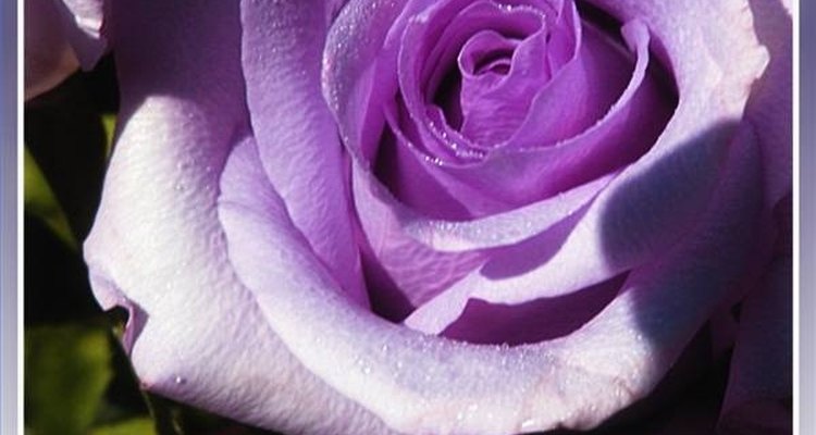 Las rosas lavanda pueden tener toques de azul.
