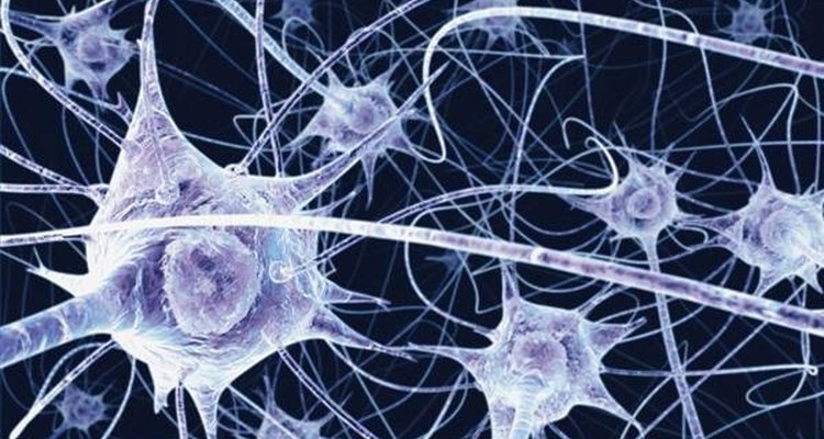 Neurônios no cérebro
