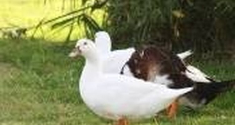 A ração de frango pode complementar a alimentação dos patos, mas não substituí-la