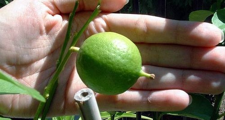 Como cultivar uma limeira